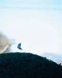 浄土寺(兵庫県)(2023年12月28日(木) 09時15分02秒投稿)