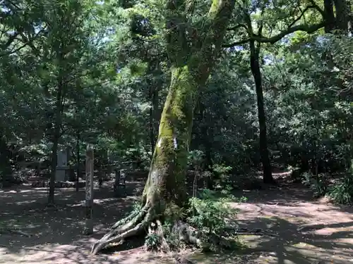 江田神社の自然