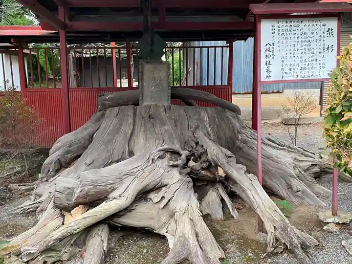 八坂神社の自然
