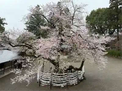 高麗神社(埼玉県)