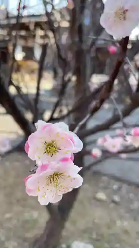 朝日森天満宮の自然