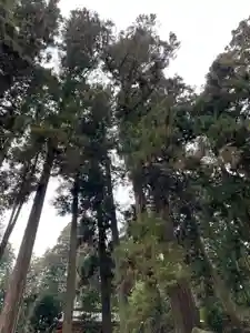 大宮温泉神社の自然(2023年01月15日(日) 08時12分31秒投稿)