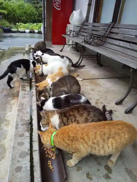 御誕生寺(猫寺)の動物