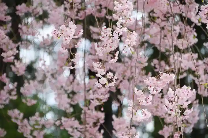 豊景神社の自然