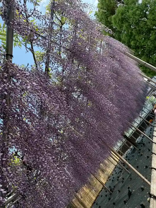 白旗神社の{uncategorized: "未分類", other: "その他", undefined: "問題あり", building: "その他建物", grave: "お墓", sacred_gate: "鳥居", guardian: "狛犬", statue: "像", buddha: "仏像", history: "歴史", nature: "自然", garden: "庭園", animal: "動物", pagoda: "塔", temizu: "手水舎", mountain_gate: "山門・神門", sanctuary: "本殿・本堂", subordinate: "末社・摂社", art: "芸術", scenery: "景色", jizo: "地蔵", ema: "絵馬", goshuin: "御朱印", omikuji: "おみくじ", items: "授与品その他", amulet: "お守り", goshuincho: "御朱印帳", eats: "食事", festival: "お祭り", votive_dance: "神楽", shichigosan: "七五三参", wedding: "結婚式", experience: "体験その他", initially: "初詣", around: "周辺", anti_infection: "感染症対策"}