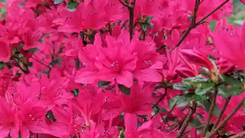 梅宮大社(京都府)