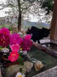高司神社〜むすびの神の鎮まる社〜の手水舎(2022年10月07日(金) 14時24分18秒投稿)