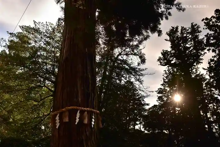 香取神宮の自然