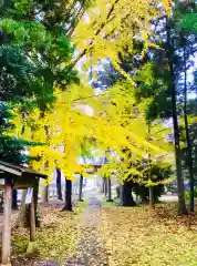 岡見八坂神社の自然