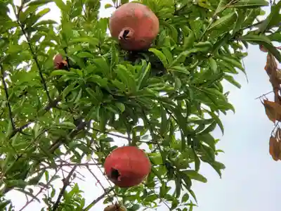 周遍寺密蔵院の自然