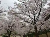 射水神社の自然