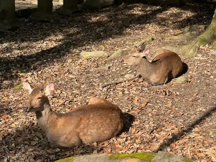 春日大社(奈良県)