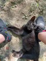 玉野御嶽神社の動物