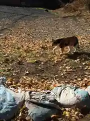 三芳野神社の動物