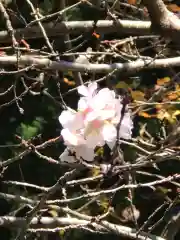 鹿島大神宮の自然