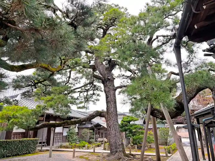 満月寺(浮御堂)の自然