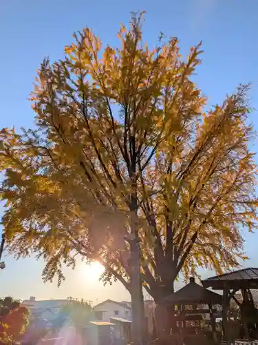 成願寺(東京都)