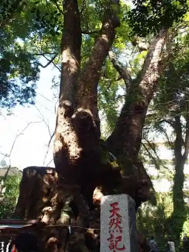 來宮神社の自然