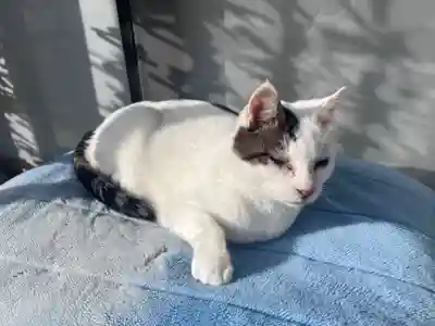 御誕生寺（猫寺）(福井県)