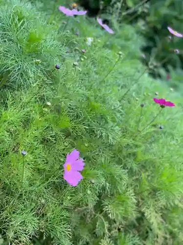 般若寺 ❁﻿コスモス寺❁(奈良県)
