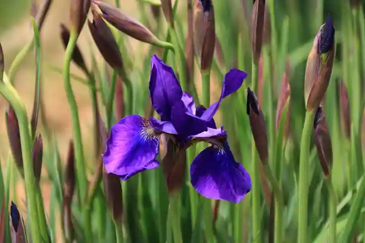 高司神社〜むすびの神の鎮まる社〜の庭園