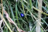 大六天麻王神社(福島県)