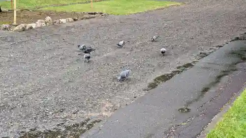 北海道護國神社の動物