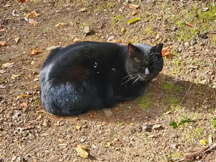 唐澤山神社の動物