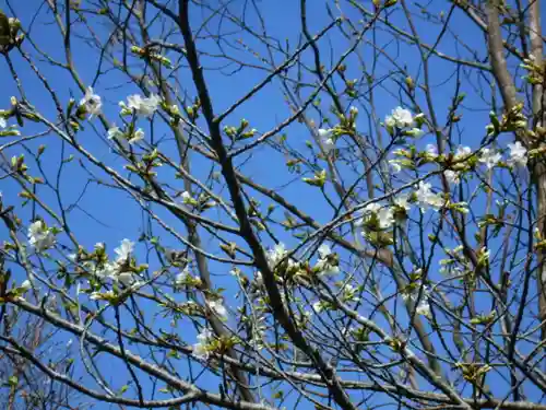 圓久寺（円久寺）の自然