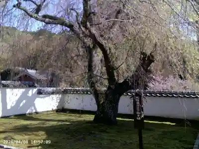 高月院の{uncategorized: "未分類", other: "その他", undefined: "問題あり", building: "その他建物", grave: "お墓", sacred_gate: "鳥居", guardian: "狛犬", statue: "像", buddha: "仏像", history: "歴史", nature: "自然", garden: "庭園", animal: "動物", pagoda: "塔", temizu: "手水舎", mountain_gate: "山門・神門", sanctuary: "本殿・本堂", subordinate: "末社・摂社", art: "芸術", scenery: "景色", jizo: "地蔵", ema: "絵馬", goshuin: "御朱印", omikuji: "おみくじ", items: "授与品その他", amulet: "お守り", goshuincho: "御朱印帳", eats: "食事", festival: "お祭り", votive_dance: "神楽", shichigosan: "七五三参", wedding: "結婚式", experience: "体験その他", initially: "初詣", around: "周辺", anti_infection: "感染症対策"}