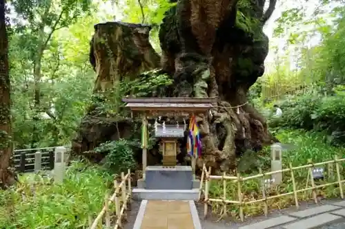 來宮神社の本殿・本堂