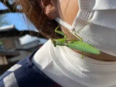 都久生須麻神社の動物