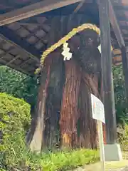 大直禰子神社(奈良県)