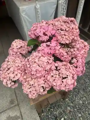 阿佐ヶ谷神明宮(東京都)