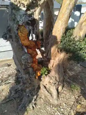 瑠璃光山安養院(宮城県)