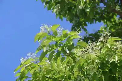 開成山大神宮の自然