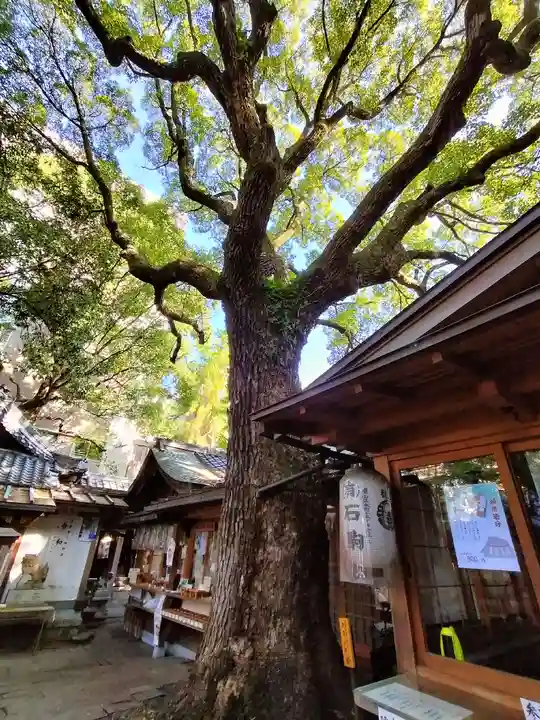 若一神社の自然