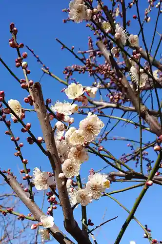 湯島天満宮の自然