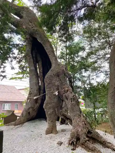 上野総社神社の自然