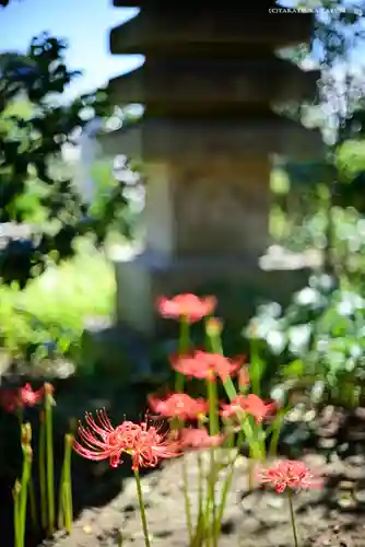 横浜　西方寺の自然