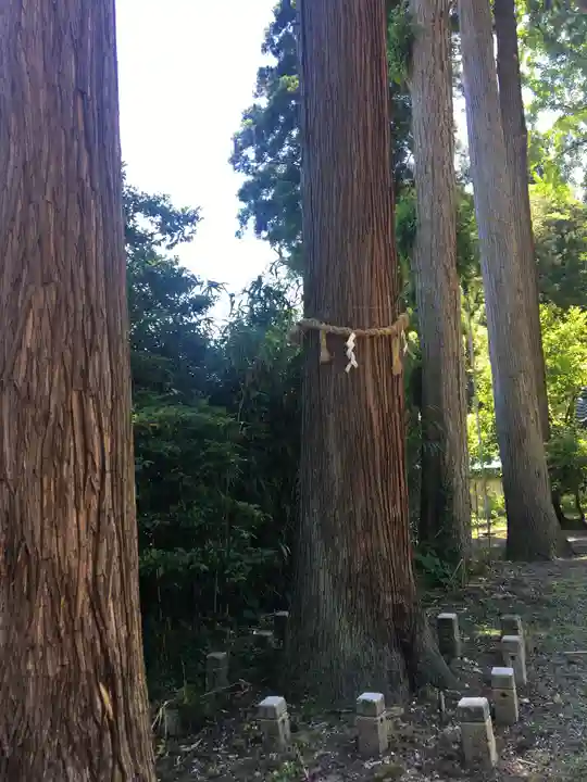 新羅神社の自然