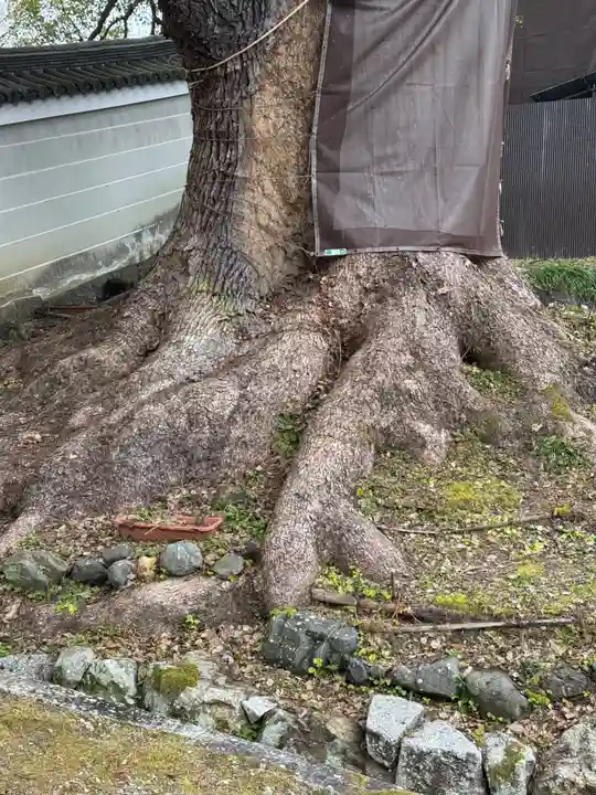 青蓮院門跡(京都府)