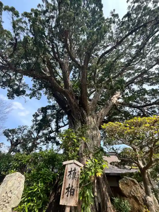 道成寺の{uncategorized: "未分類", other: "その他", undefined: "問題あり", building: "その他建物", grave: "お墓", sacred_gate: "鳥居", guardian: "狛犬", statue: "像", buddha: "仏像", history: "歴史", nature: "自然", garden: "庭園", animal: "動物", pagoda: "塔", temizu: "手水舎", mountain_gate: "山門・神門", sanctuary: "本殿・本堂", subordinate: "末社・摂社", art: "芸術", scenery: "景色", jizo: "地蔵", ema: "絵馬", goshuin: "御朱印", omikuji: "おみくじ", items: "授与品その他", amulet: "お守り", goshuincho: "御朱印帳", eats: "食事", festival: "お祭り", votive_dance: "神楽", shichigosan: "七五三参", wedding: "結婚式", experience: "体験その他", initially: "初詣", around: "周辺", anti_infection: "感染症対策"}