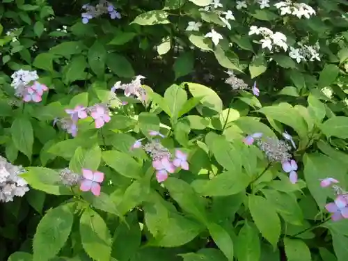 御霊神社の自然