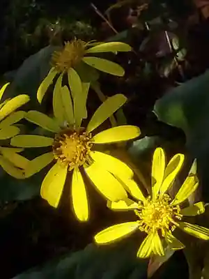 長命寺(福島県)