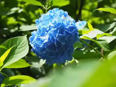 明月院(神奈川県)