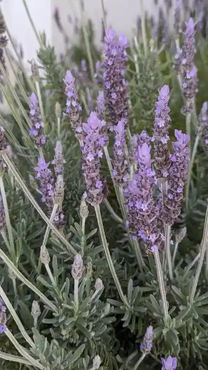 大松禅寺(京都府)
