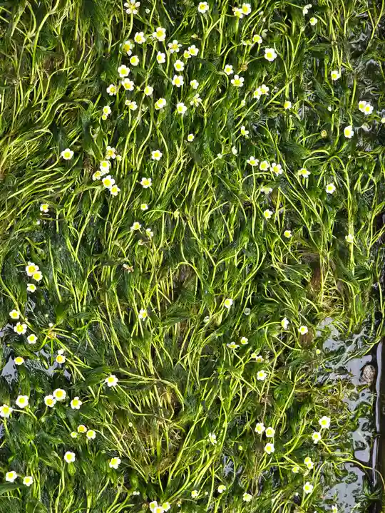 了徳寺(滋賀県)