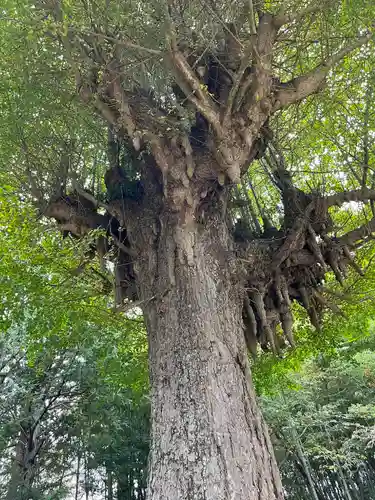 神岡稲荷神社の自然