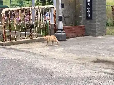 當田八幡神社の動物
